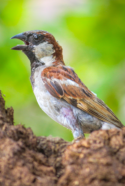 Bird Image