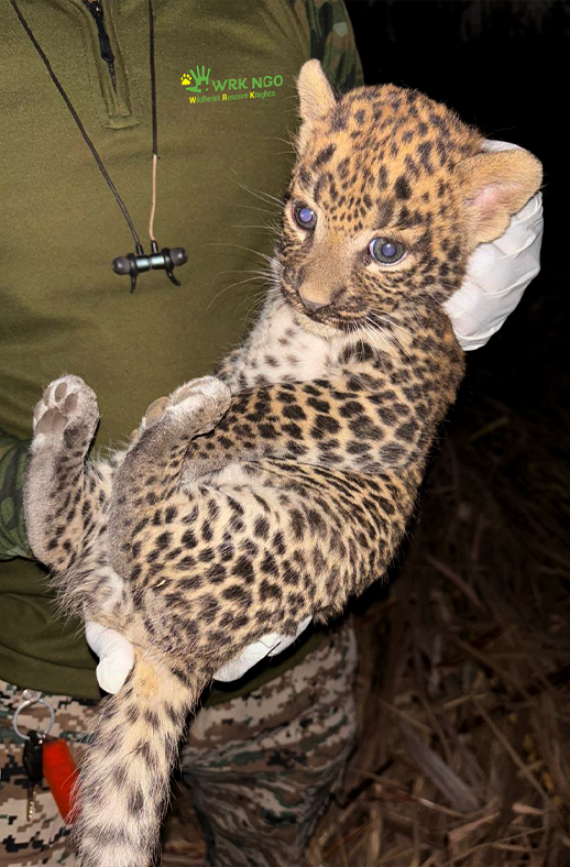 Leopard cub