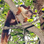 Animal 1