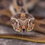 Animal 4