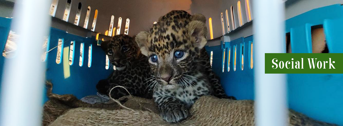 Wildlife Rescue
