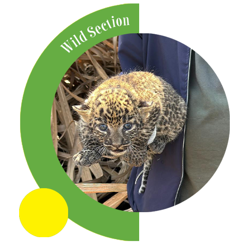 Wild Section